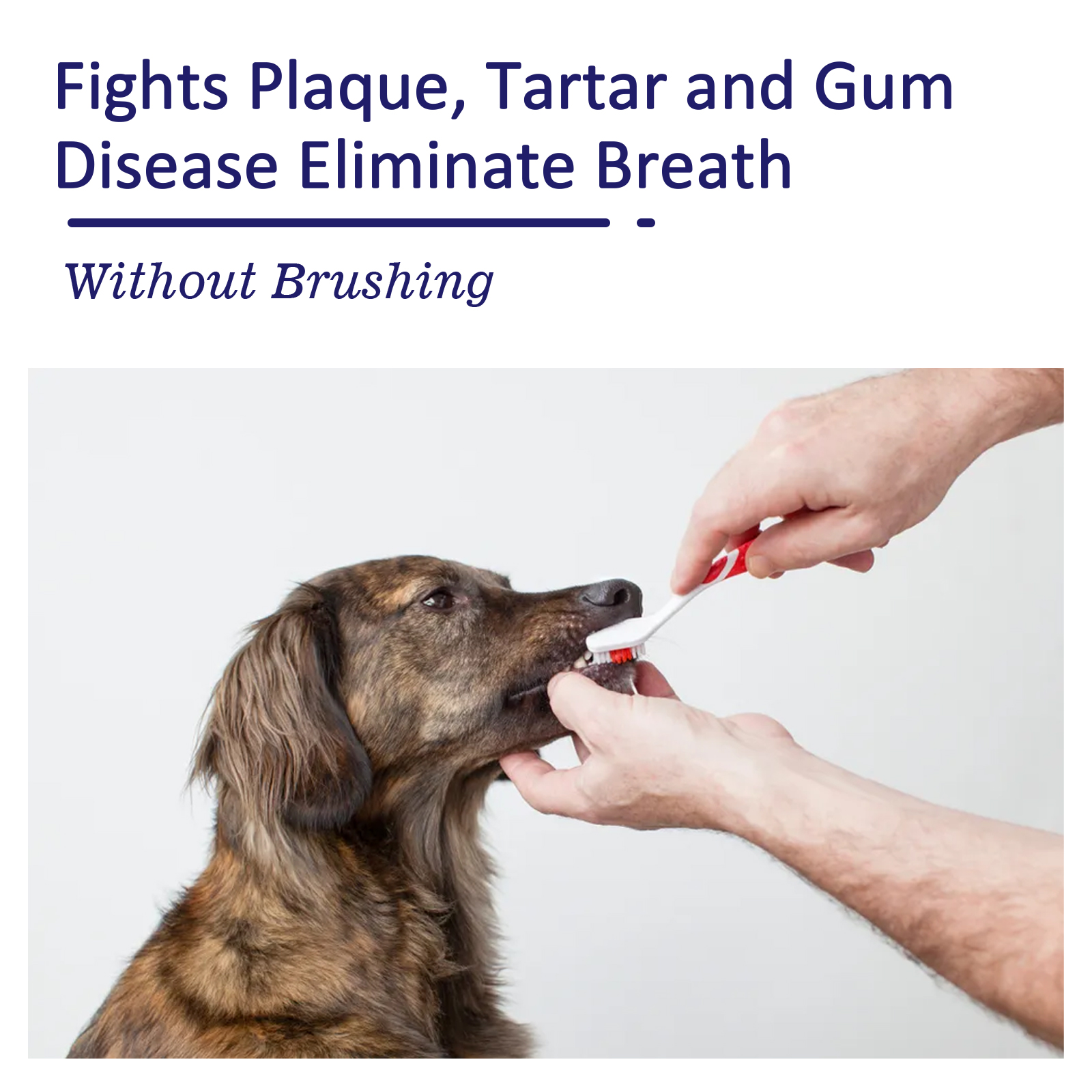Pet Toothpaste Reduce Tartar R - Teeth Whitening Best ulasan dan harga